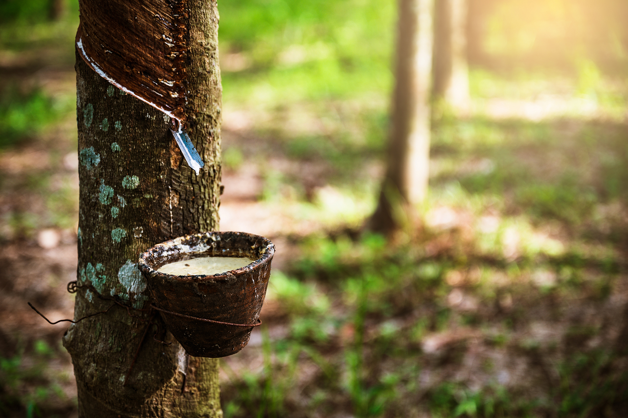 Latex die uit de boom wordt getapt